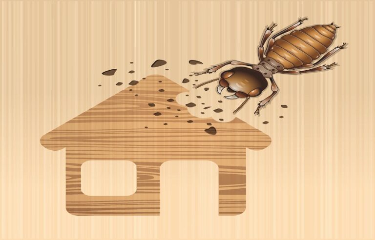 Termite Inspection